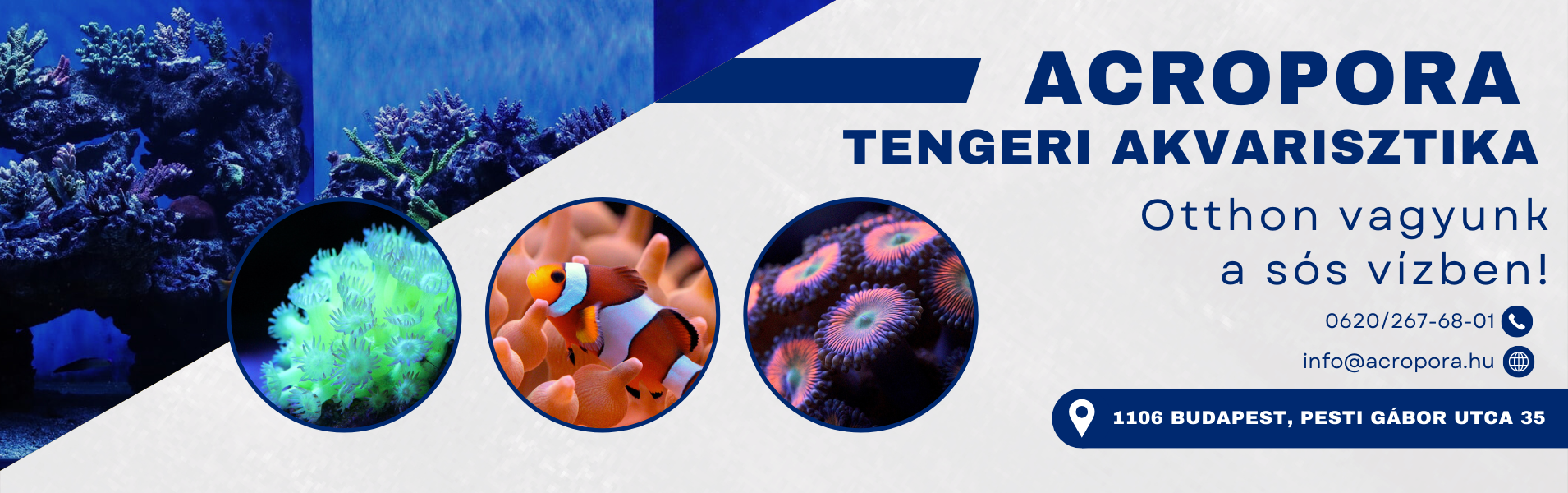 Acropora tengeri akvarisztika