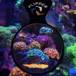 Flipper Deep See Orange Filter 5" - Naracs színű lencse MAX nagyítóhoz
