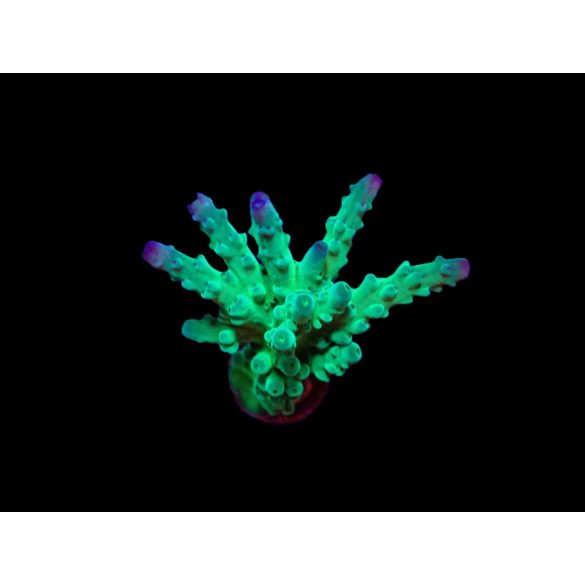 Acropora austea (Tricolor)