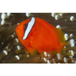 Amphiprion frenatus (Paradicsom bohóchal)