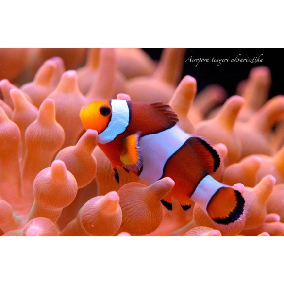 Amphiprion ocellaris (M) (Bohóchal)