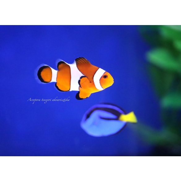 Amphiprion ocellaris (M) (Bohóchal)