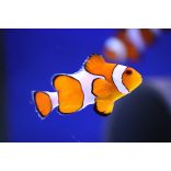 Amphiprion ocellaris (M) (Bohóchal)