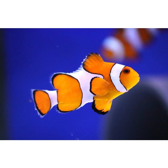 Amphiprion ocellaris (M) (Bohóchal)