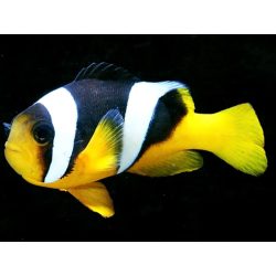 Amphiprion sebae (Két csíkos bohóchal)