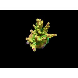 Acropora divaricata (Joe's Mango Garden) 