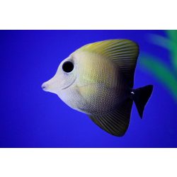 Zebrasoma scopas (Füstös doktorhal)