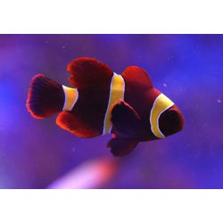   Premnas biaculeatus (Gold Striped - Aranysávos bársony bohóchal )