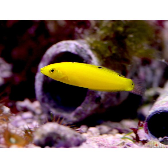 Halichoeres chrysus (Sárga ajakoshal)