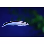 Labroides dimidiatus (Tisztogató hal)