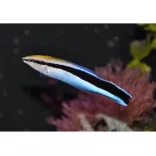 Labroides dimidiatus (Tisztogató hal)