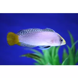 Manonichthys splendens