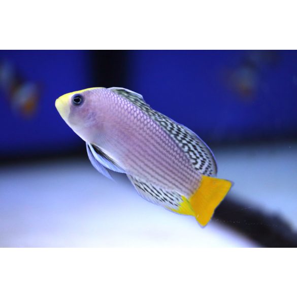 Manonichthys splendens