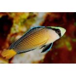 Manonichthys splendens