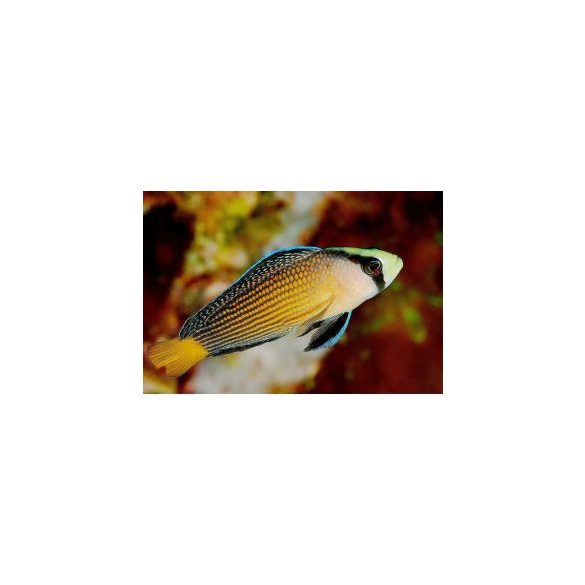 Manonichthys splendens
