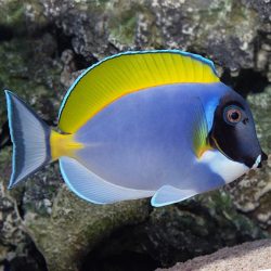 Acanthurus leucosternon (M) (Holdfény doktorhal)