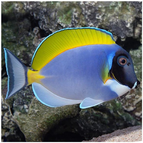 Acanthurus leucosternon (M) (Holdfény doktorhal)