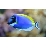 Acanthurus leucosternon (M) (Holdfény doktorhal)