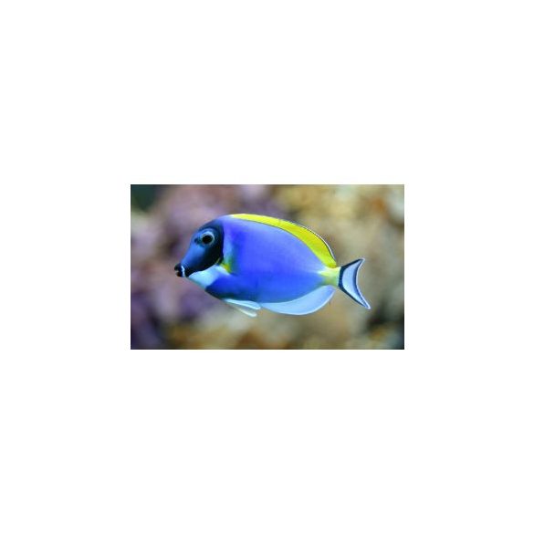 Acanthurus leucosternon (M) (Holdfény doktorhal)