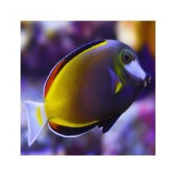 Acanthurus japonicus 