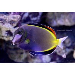 Acanthurus japonicus (Japán doktorhal)