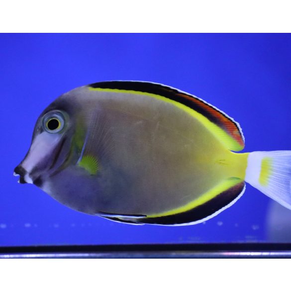 Acanthurus japonicus 