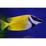 Siganus vulpinus (Rókapofa) (M) 