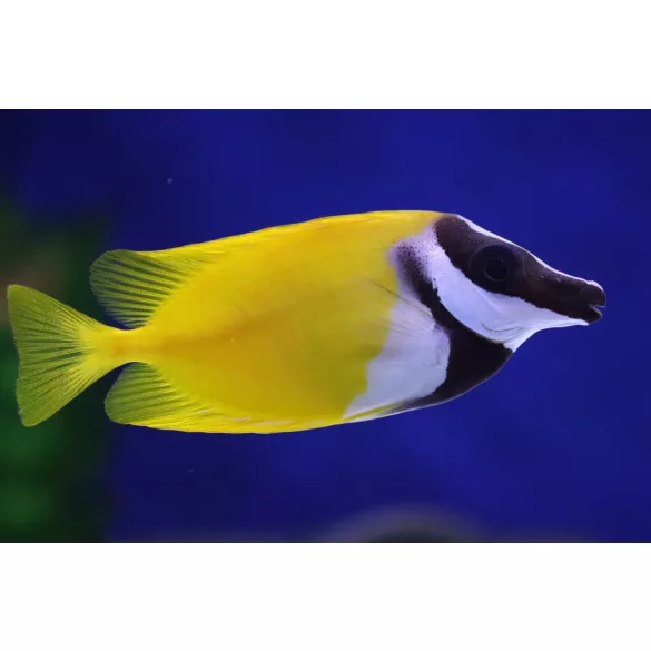 Siganus vulpinus (Rókapofa) (M) 