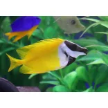 Siganus vulpinus (Rókapofa) (M) 