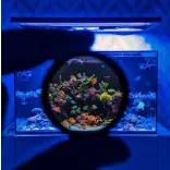 D-D - Coral Colour - Okostelefon filter lencse XL