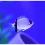 Chromis retrofasciata (Feketesávos korallsügér)