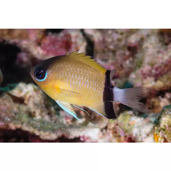 Chromis retrofasciata (Feketesávos korallsügér)