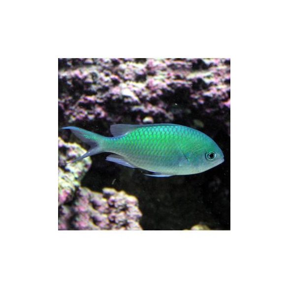 Chromis viridis (Zöld korallsügér)