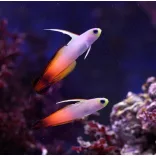 Nemateleotris magnifica (Tűzgéb)