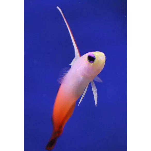 Nemateleotris magnifica (Tűzgéb)