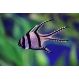 Pterapogon kauderni (Banggai kardinális hal)