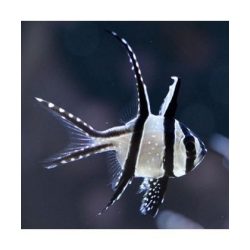 Pterapogon kauderni (Kardinális hal)