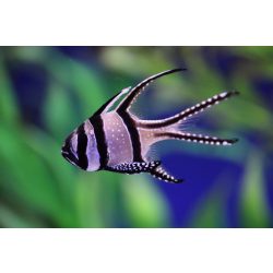 Pterapogon kauderni (Banggai kardinális hal)