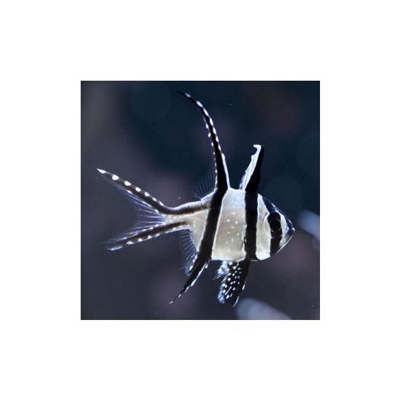 Pterapogon kauderni (kardinális)