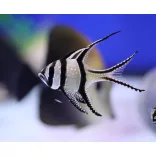 Pterapogon kauderni (Banggai kardinális hal)
