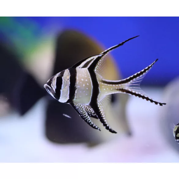Pterapogon kauderni (Banggai kardinális hal)