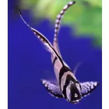 Pterapogon kauderni (Banggai kardinális hal)