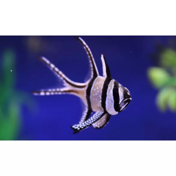 Pterapogon kauderni (Banggai kardinális hal)