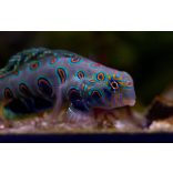 Synchiropus picturatus (Foltos mandarinhal)