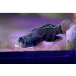 Synchiropus picturatus (Foltos mandarinhal)