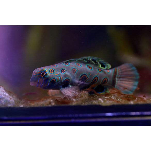 Synchiropus picturatus (Foltos mandarinhal)