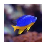 Chrysiptera hemicyanea (sárgahasú korallsügér)