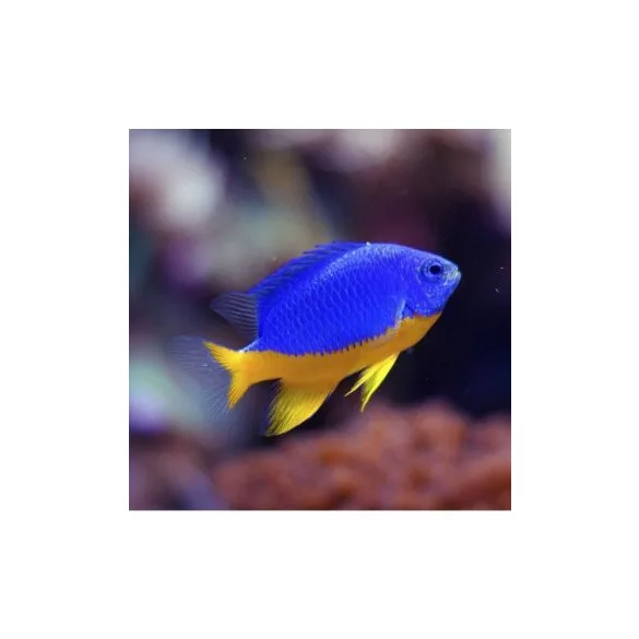 Chrysiptera hemicyanea (sárgahasú korallsügér)