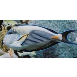 Acanthurus sohal (Sohal doktorhal)