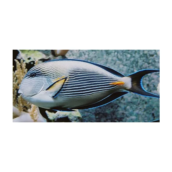 Acanthurus sohal (Sohal doktorhal)